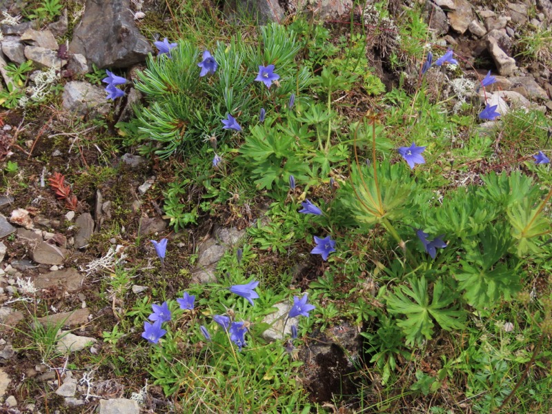 蝶ヶ岳、上高地右岸歩道