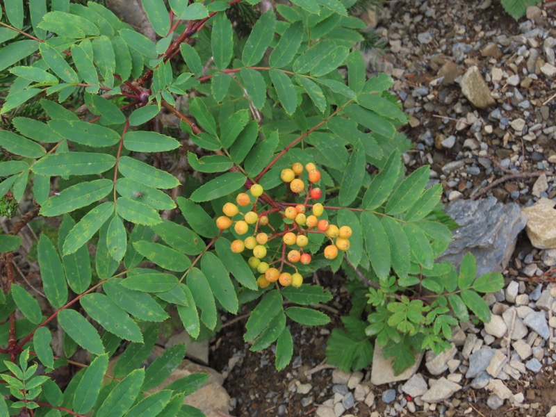 蝶ヶ岳、上高地右岸歩道