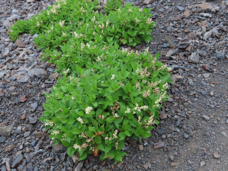 蝶ヶ岳、上高地右岸歩道