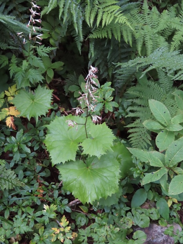 蝶ヶ岳、上高地右岸歩道