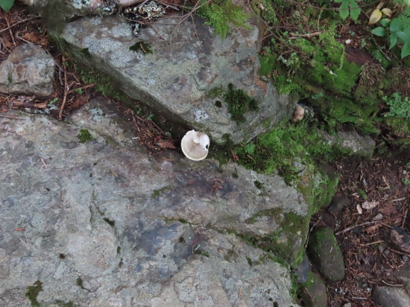 蝶ヶ岳、上高地右岸歩道