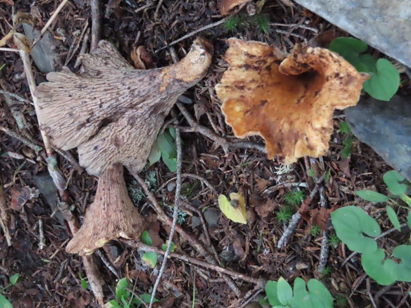 蝶ヶ岳、上高地右岸歩道