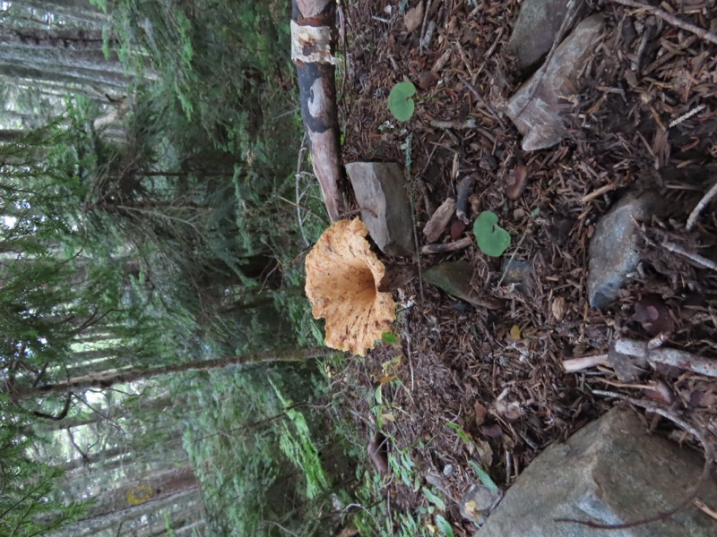 蝶ヶ岳、上高地右岸歩道