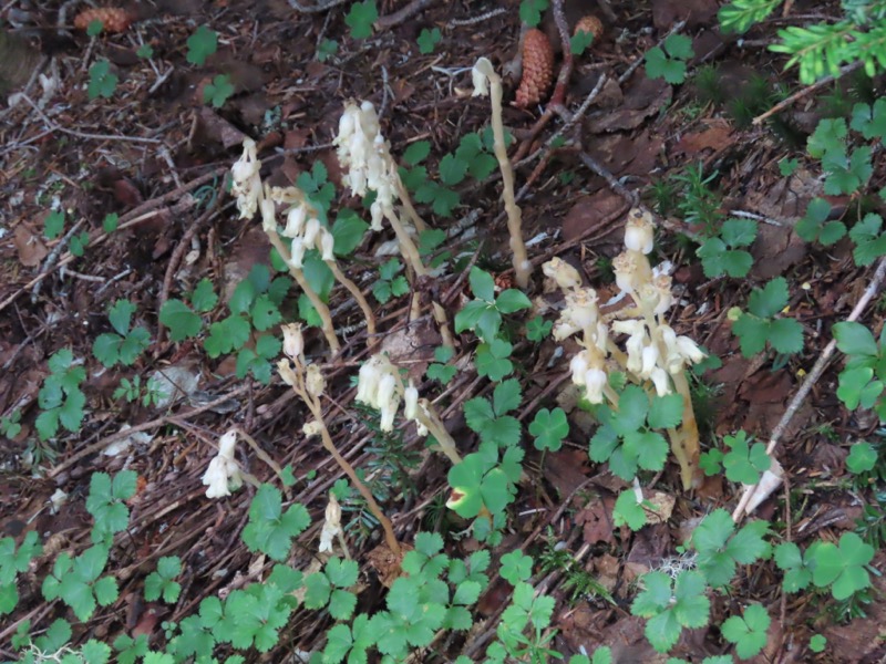 蝶ヶ岳、上高地右岸歩道