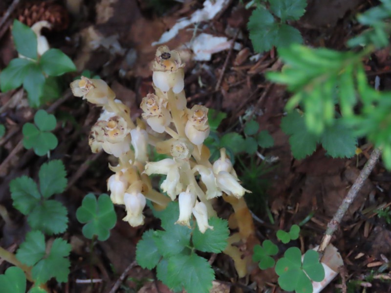 蝶ヶ岳、上高地右岸歩道