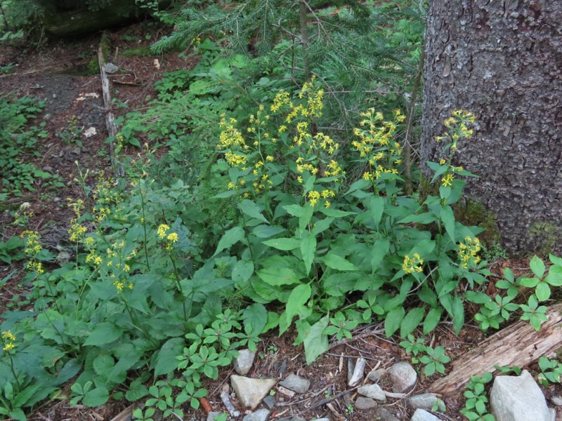 蝶ヶ岳、上高地右岸歩道