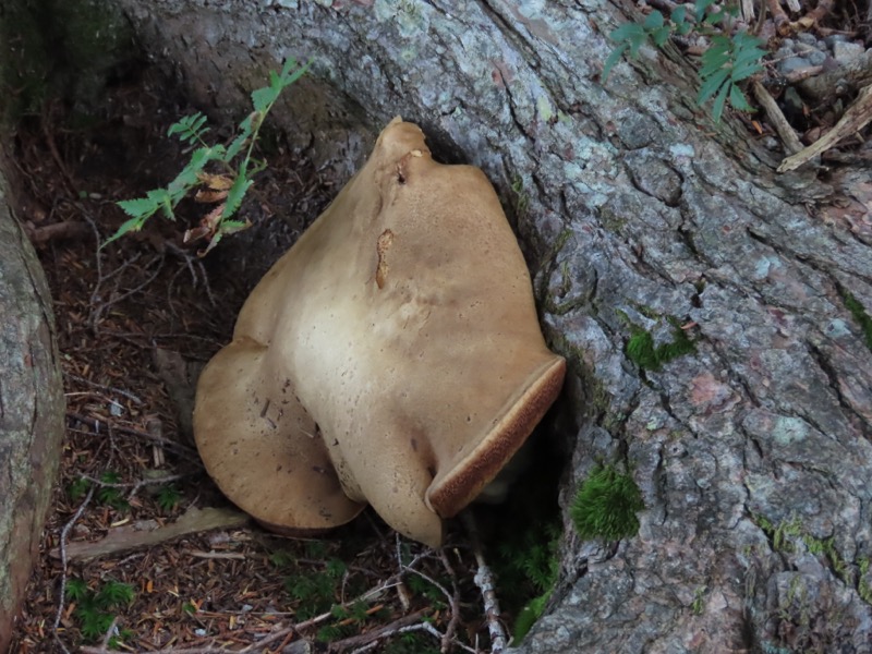 蝶ヶ岳、上高地右岸歩道
