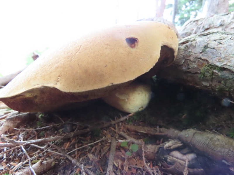 蝶ヶ岳、上高地右岸歩道