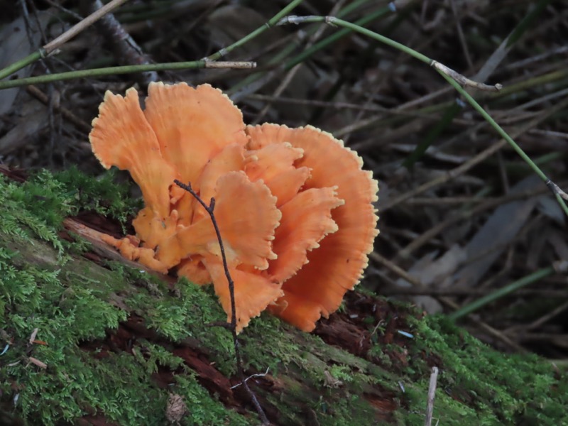 蝶ヶ岳、上高地右岸歩道