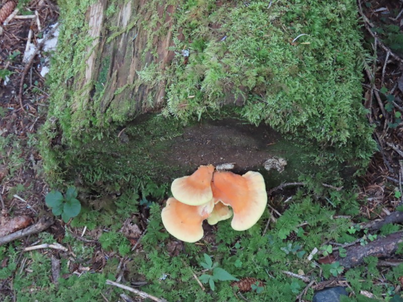 蝶ヶ岳、上高地右岸歩道