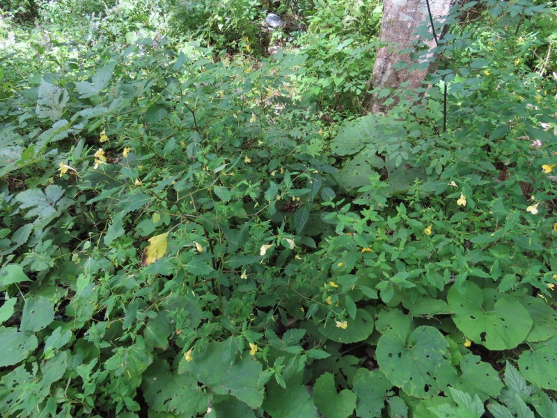 蝶ヶ岳、上高地右岸歩道