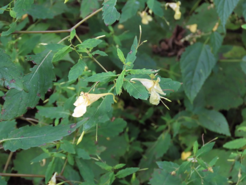 蝶ヶ岳、上高地右岸歩道