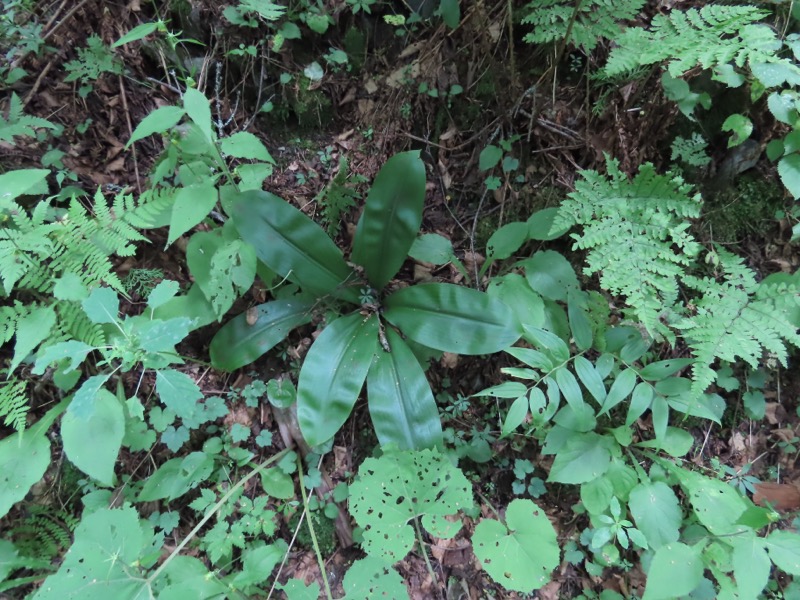 蝶ヶ岳、上高地右岸歩道
