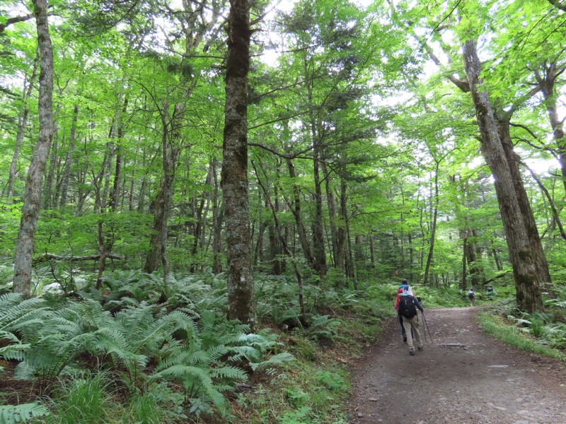 蝶ヶ岳、上高地右岸歩道