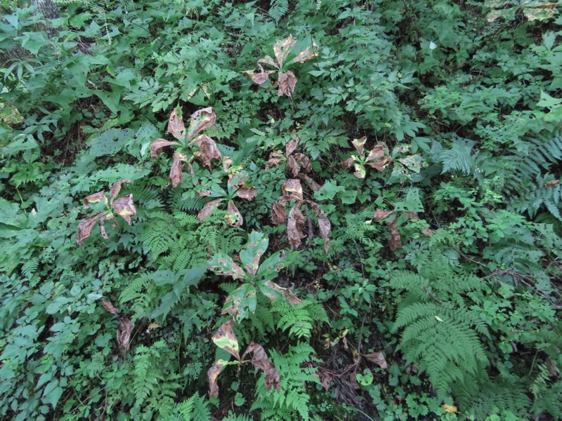 蝶ヶ岳、上高地右岸歩道
