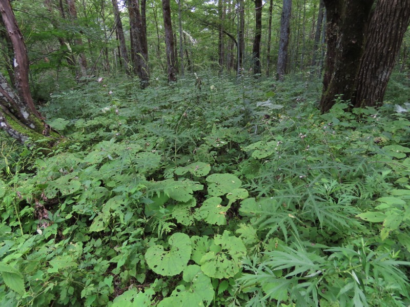 蝶ヶ岳、上高地右岸歩道