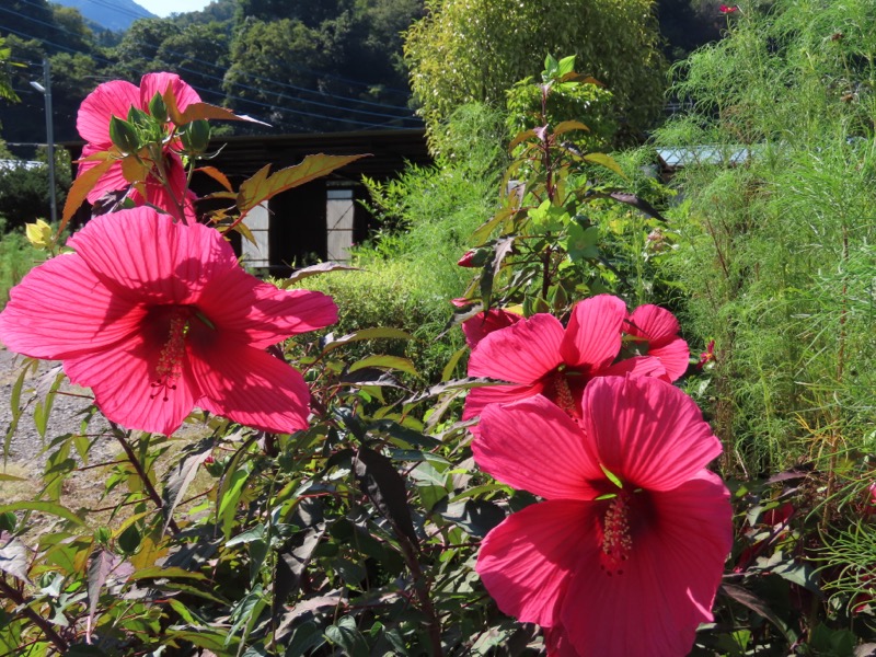 高柄山