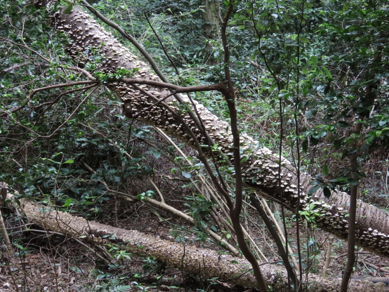 網代城山