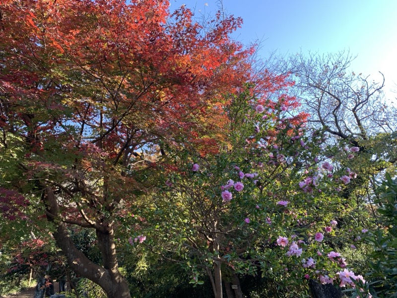 糸の会　鎌倉