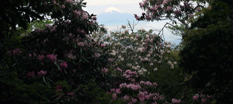 「天城山」の富士山